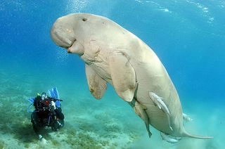 Египет, Марса-Алам, Вот такой он дюгонь