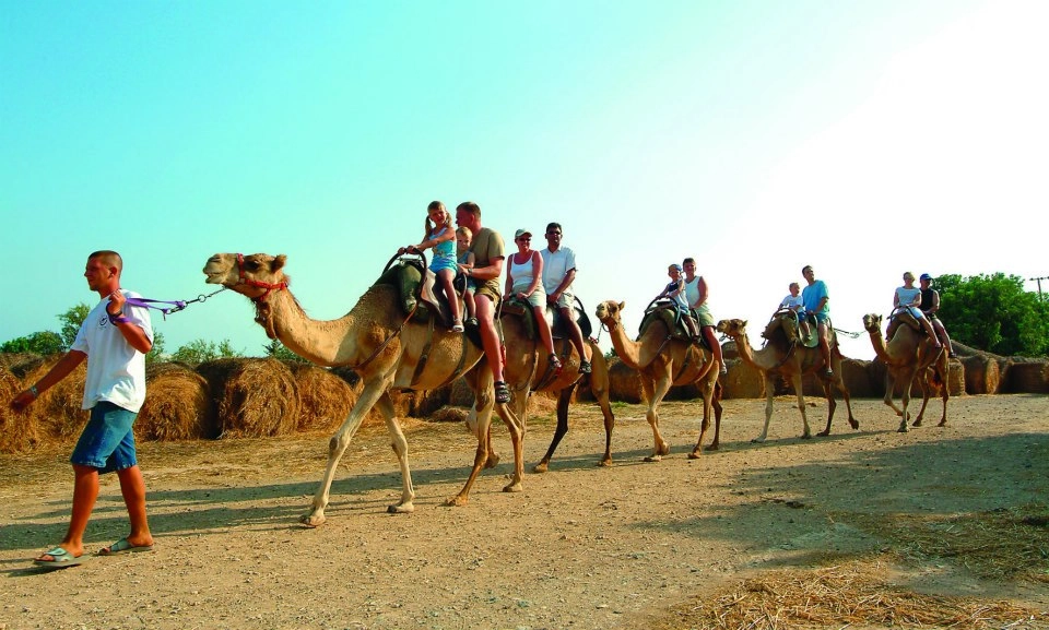 Парк верблюдов Ларнака 