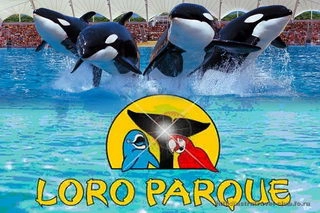 Лоро Парк. Шоу касаток - это нечто!