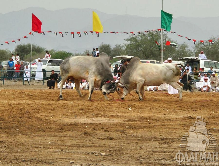 Бои быков на набережной Фуджейра
