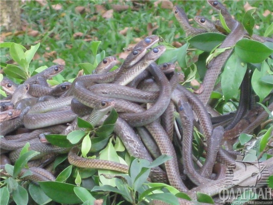 Обитатели змеиной фермы (Ле Мат) недалеко от Ханоя