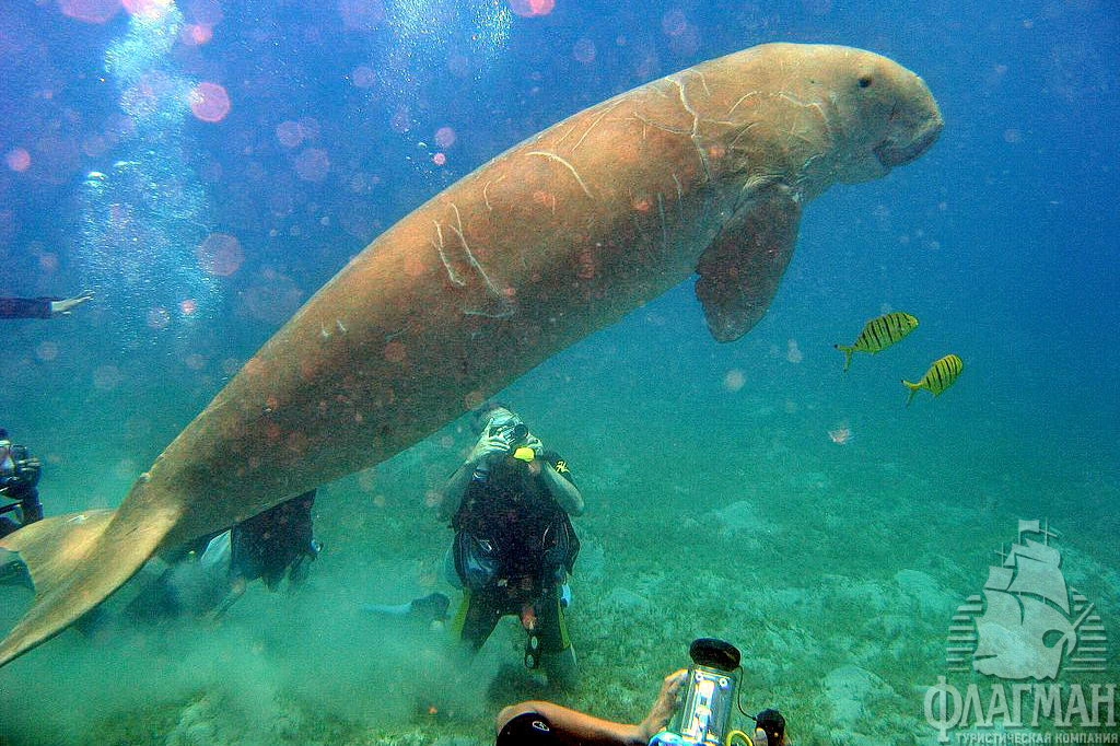Дюгонь - красноморская морская корова