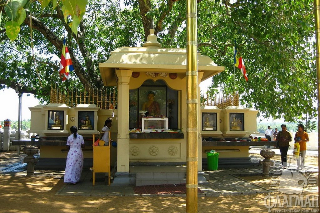 Священное дерево Бодхи.