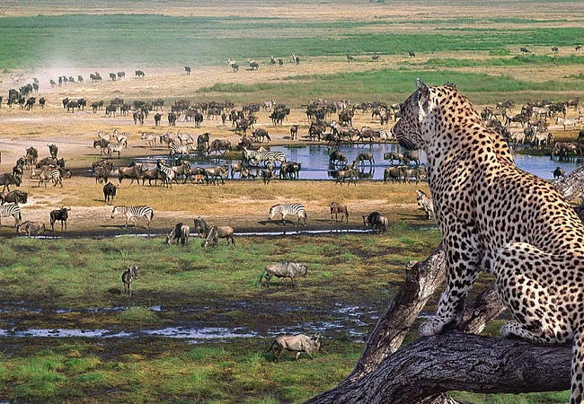 Национальный парк Серенгети (на материковой части) - самый известный парк страны. Сафари от 750$/чел. в сутки. Брать нужно не менее 3-4х дней.