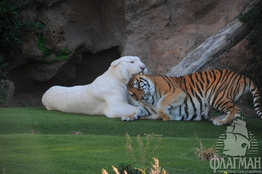 Обитатели Лоро-Парка на Тенерифе