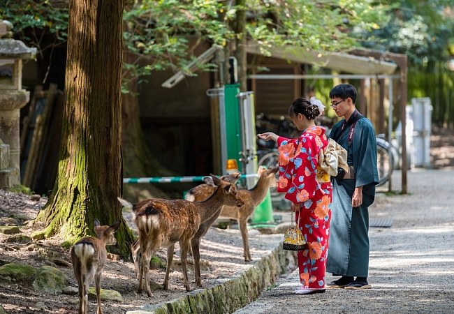 Почуствуйте восторг от кормления священных оленей в г. Нара