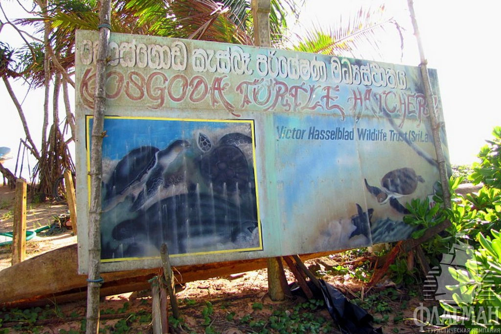 Черепаший инкубатор.