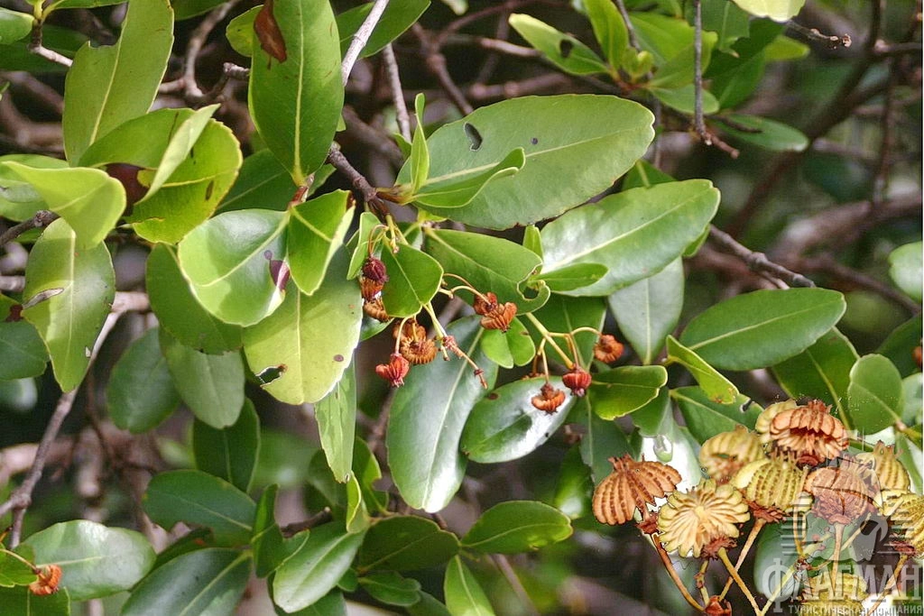  То самое дерево-медуза