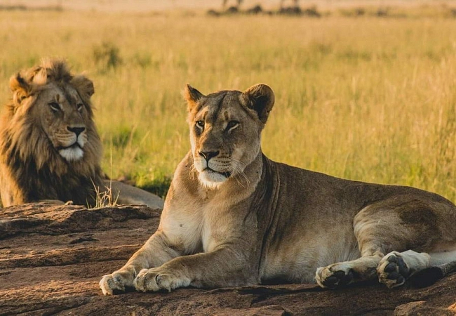 Львы на материковой Танзании: национальные парки Микуми и Силус - ближайшие к острову Занзибар. Такое сафари начинается от от 500..600$\чел в день и заказывать его нужно заранее.