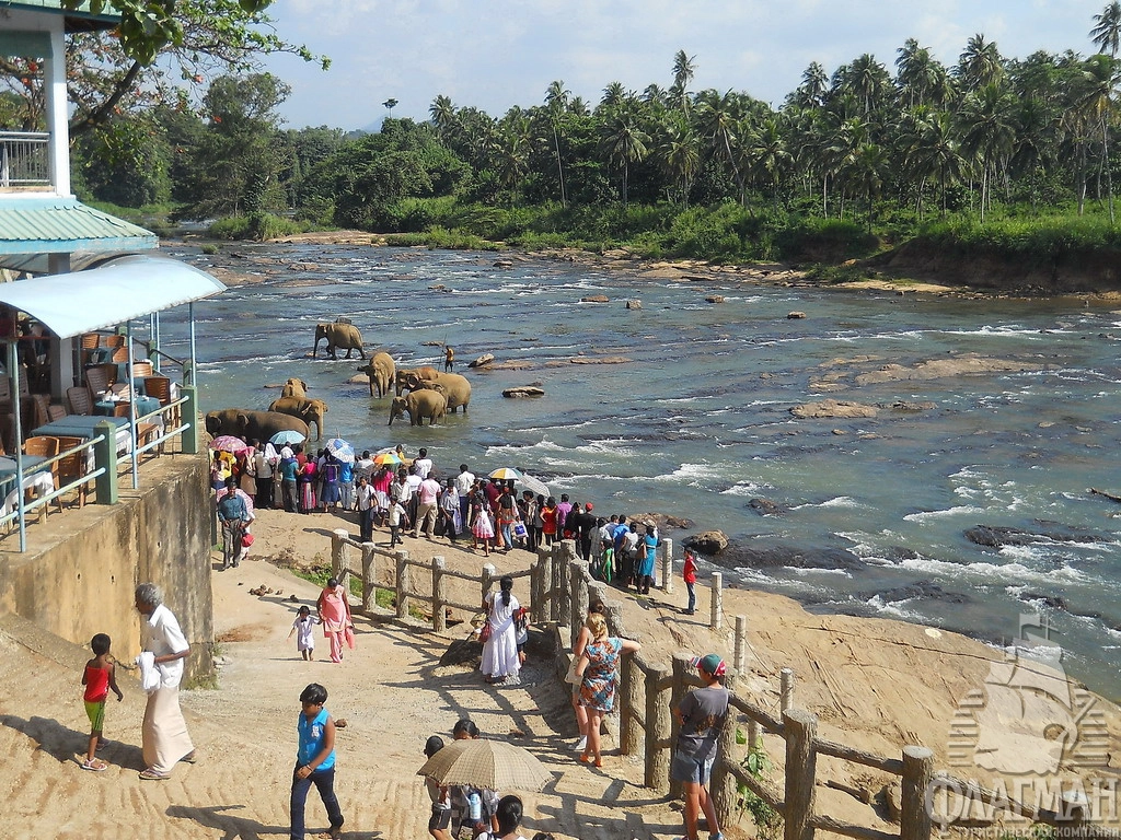 Слоновий питомник в Пиннавеле