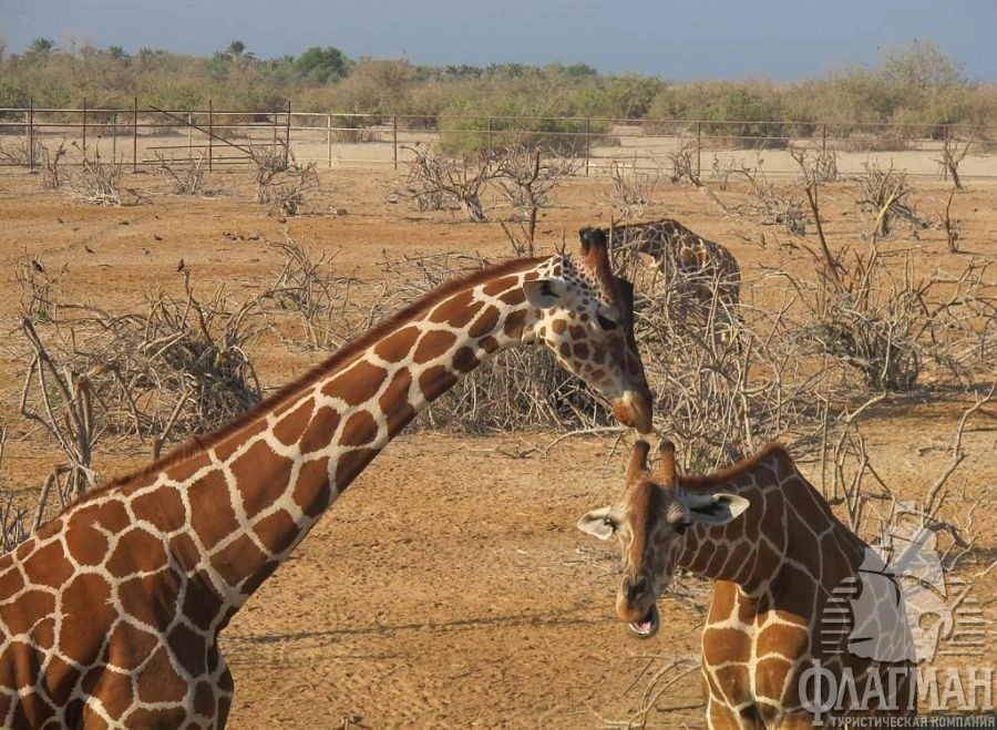 Остров-заповедник Сир-Бани-Яс