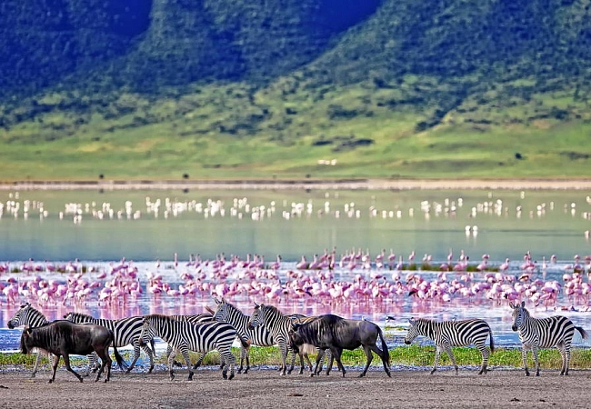 Национальный парк Нгоронгоро (на материковой части) - славится своими копытными.