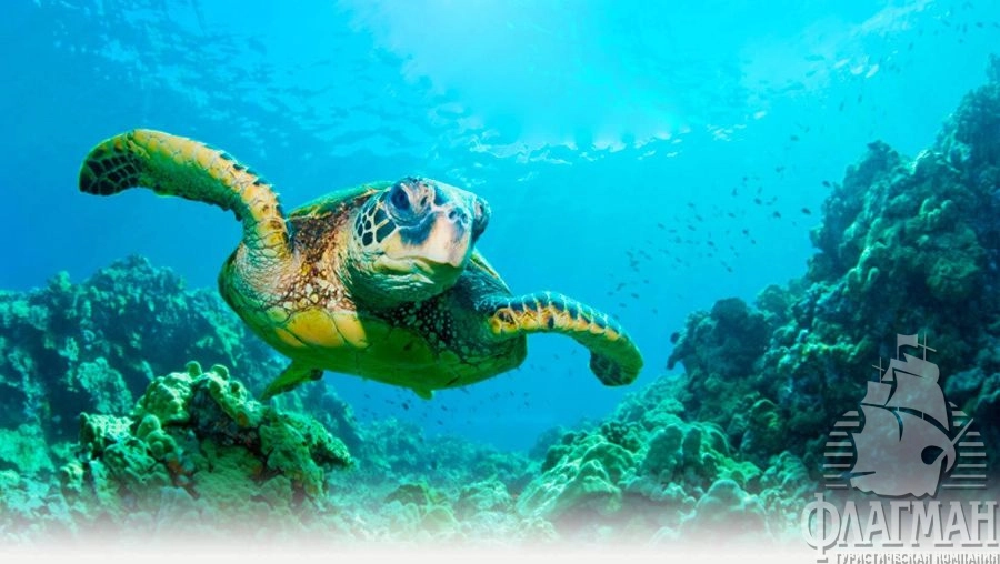 Обитатели прибрежных вод Пафоса