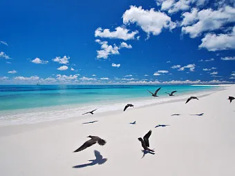 Отель BIRD ISLAND LODGE 3*