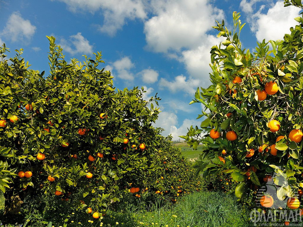 Золотые апельсины - главное аграрное богатство Сицилии.