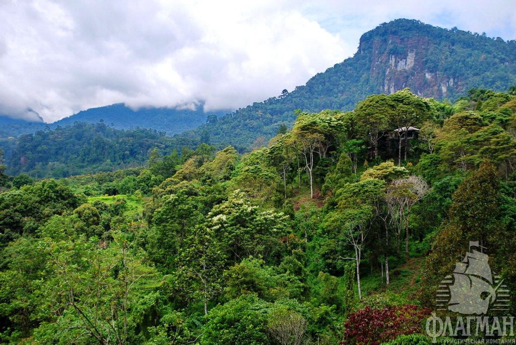  Девственные тропические леса на Суматре.