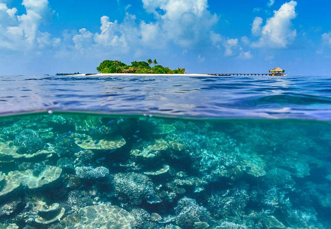 Дайвинг на Мальдивах - много рыбок и кораллов