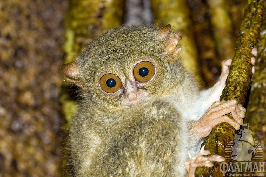  -  Tangkoko,  .