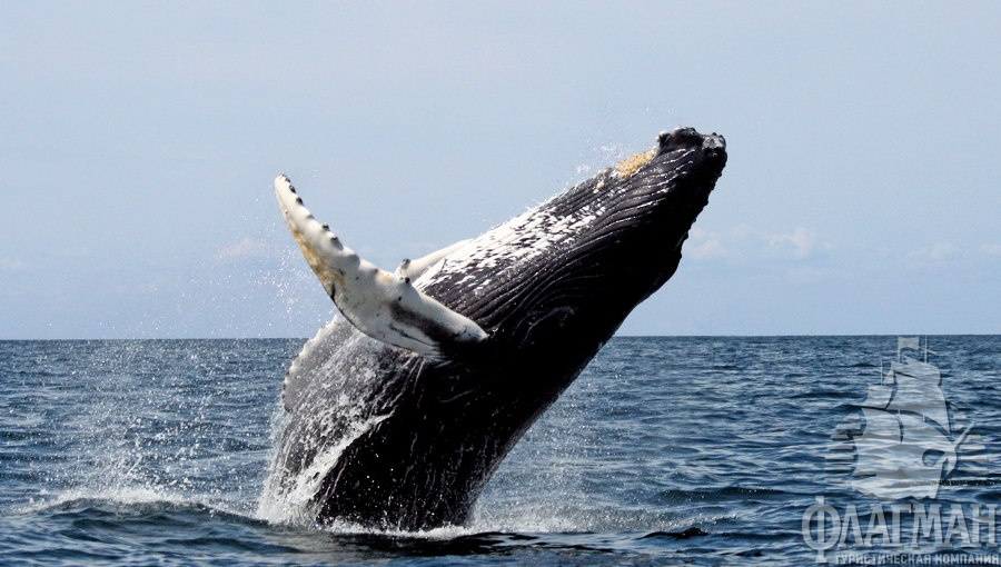 Горбатый кит - обитатель вод близ Ла-Романа