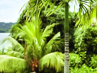Отель RAFFLES SEYCHELLES 5*