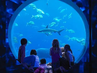 Отель ATLANTIS THE PALM 5*