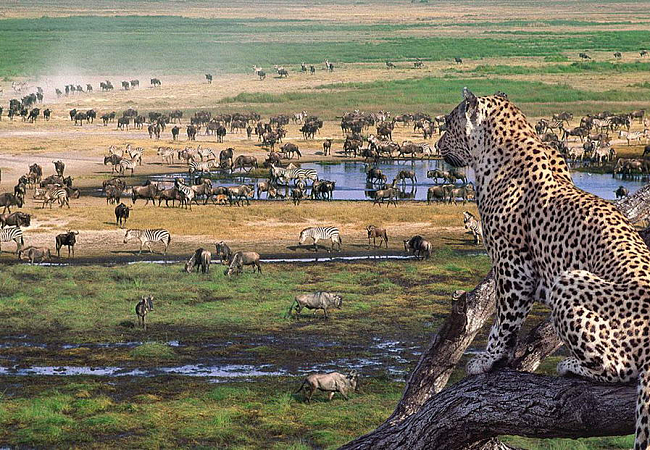 Национальный парк Серенгети (на материковой части) - самый известный парк страны. Сафари от 750$/чел. в сутки. Брать нужно не менее 3-4х дней.