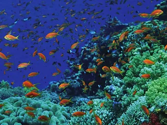  Отель FOUR SEASONS RESORT SHARM EL SHEIKH 5*,  Египет, Шарм-Эль-Шейх.