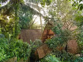 KUPU KUPU BARONG 5*