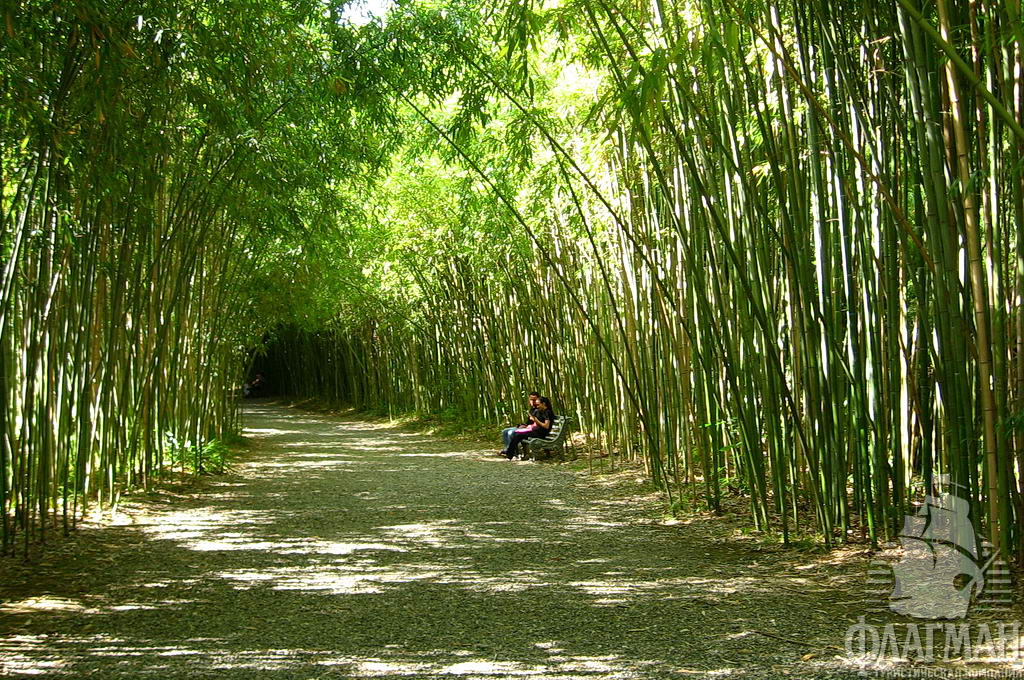  Одна из аллей ботанического сада