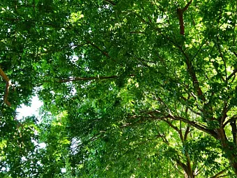 THE RAVENALA ATTITUDE 4*