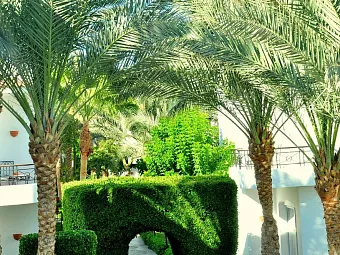 JAZ FANARA RESORT & RESIDENCE 4*