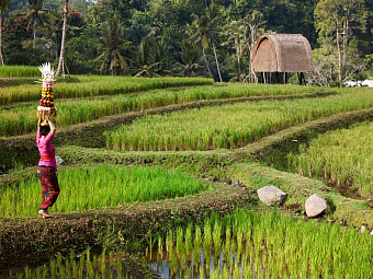 MANDAPA, A RITZ-CARLTON RESERVE 5*