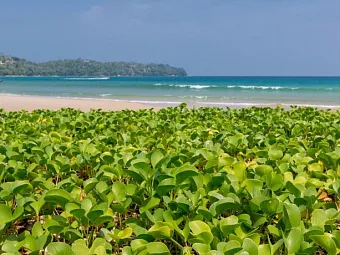  Отель SUNWING RESORT & SPA BANGTAO BEACH 4+*, Таиланд, Пхукет. 