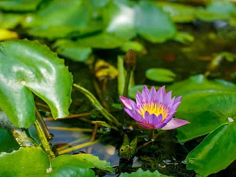 Отель CITRUS WASKADUWA 5*