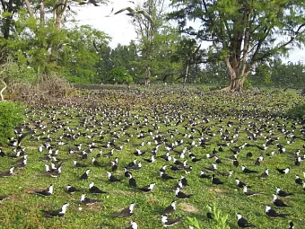 Отель BIRD ISLAND LODGE 3*