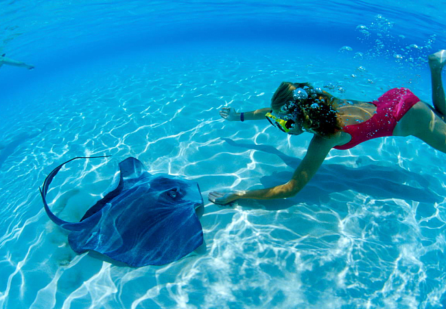 Во многих отелях к берегу приплывает различная морская живность