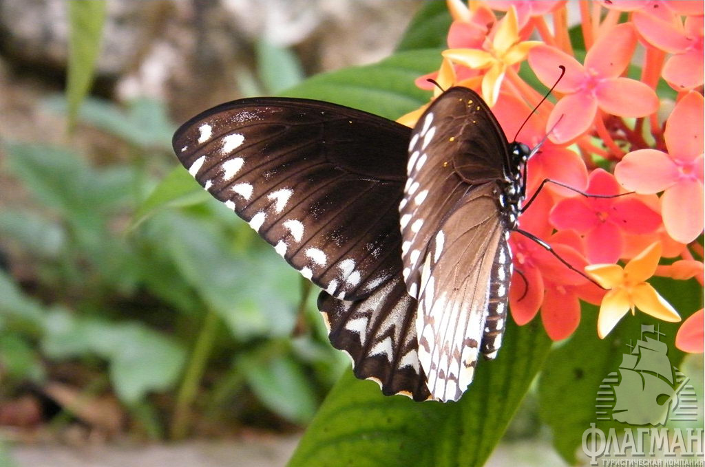 В парке бабочек можно увидеть и таких красавиц.