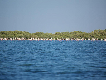 Отель FLAMINGO RESORT BY BIN MAJID 3*