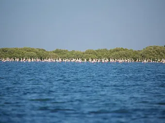 Отель FLAMINGO RESORT BY BIN MAJID 3*