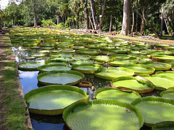 THE OBEROI MAURITIUS 5*