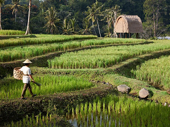  MANDAPA, A RITZ-CARLTON RESERVE 5*