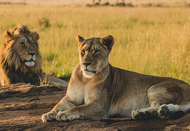 Львы на материковой Танзании: национальные парки Микуми и Силус - ближайшие к острову Занзибар. Такое сафари начинается от от 500..600$\чел в день и заказывать его нужно заранее.