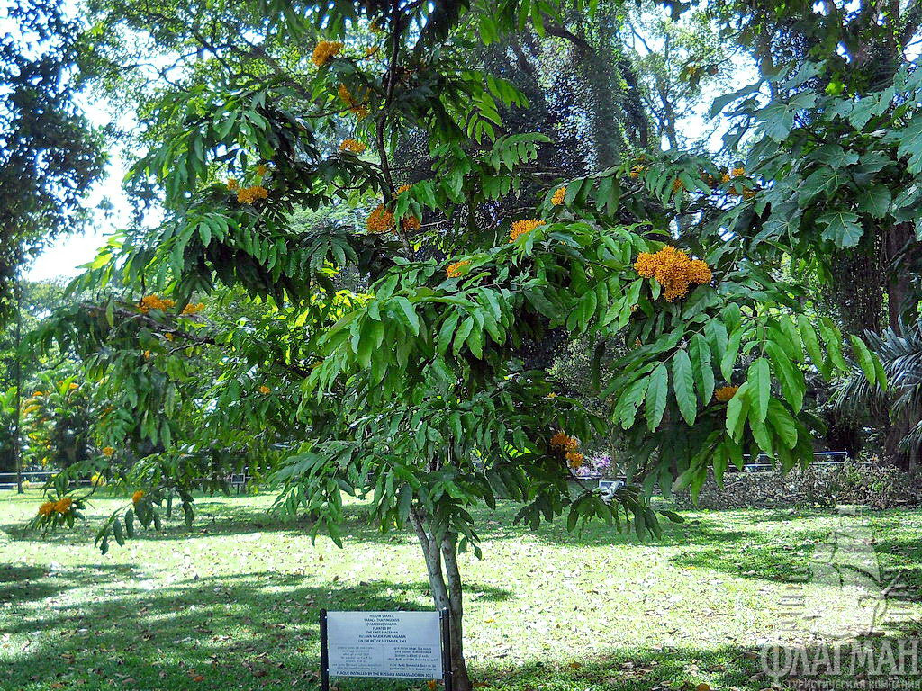 Дерево, посаженное Юрием Гагариным, в Королевском ботаническом саду