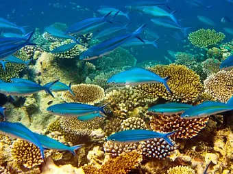 INTERCONTINENTAL RESORT MAURITIUS BALACLAVA 5*