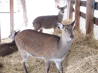FORESTA FESTIVAL PARK 4*, Подмосковье. Мини-зоопарк.