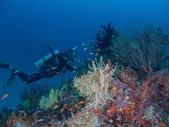 Домашний риф в отеле MILAIDHOO ISLAND MALDIVES 5*