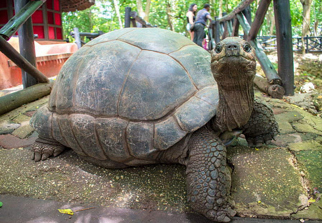 Другой экскурсионный остров: Призон - некогда бывшая тюрьма, а теперь остров где изучают Сейшельских черепах.