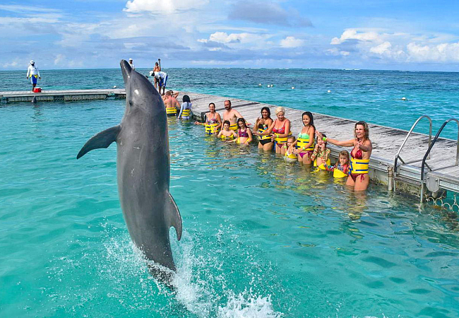 Дельфинарий в Доминикане - посмотреть шоу и поплавать с дельфинами