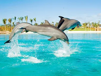 Отель ATLANTIS THE PALM 5*