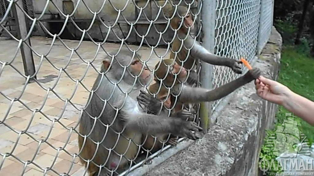  Туристы балуют обезьянок вкусностями.